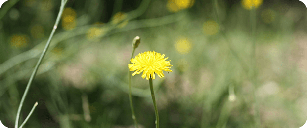 Mindfulness and nature